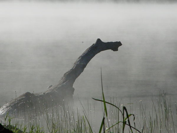 Lake monster in the mist...