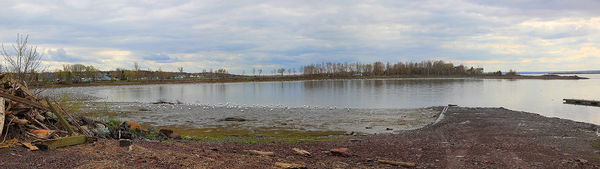 The geese on shore, shot form  the park...