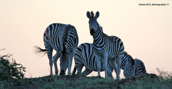 Burchell's Zebras at Sunset - Kruger National Park...