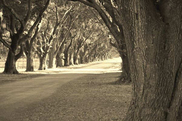 Oak tree lined drive...