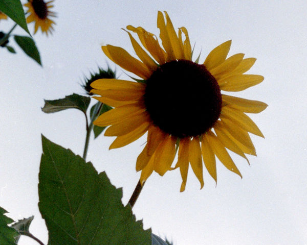Looking up at sunflower...