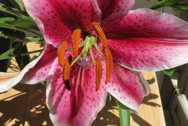 lily#2...