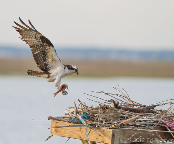 Ospreys at nest...