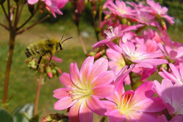 Serendipity:   Bee in flight, I never knew I caugh...