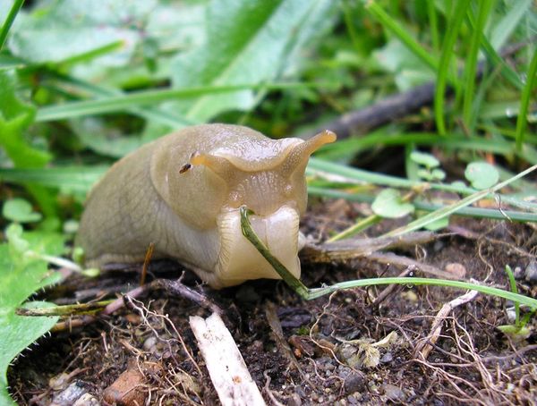Shot of a Lifetime, slug eating a blade of grass...