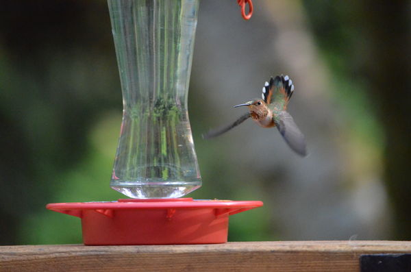 The ever-elusive "Turkey Tailed Hummingbird" right...