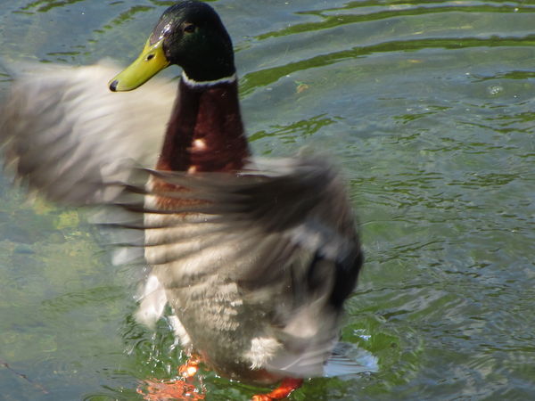 Water walking duck...