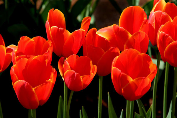 Red Tulips Aglow...