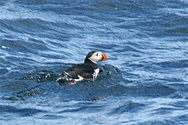 An Atlantic Puffin in the cold Atlantic...