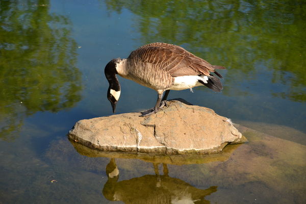 Goose on a rock untouched...