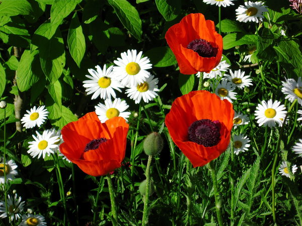 Poppies and daisies (+ fly)...
