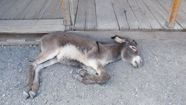 new born wild burro in Oatman Az...