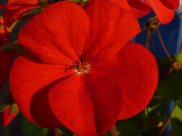 Red Geranium...