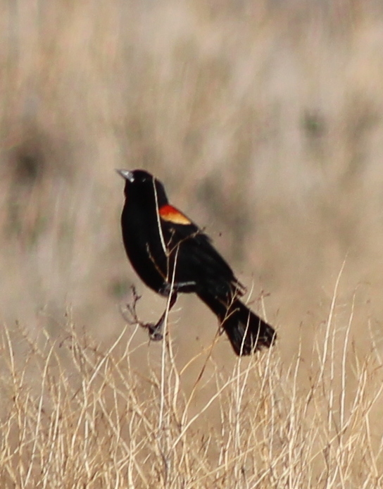 Red Winged Blackbird...