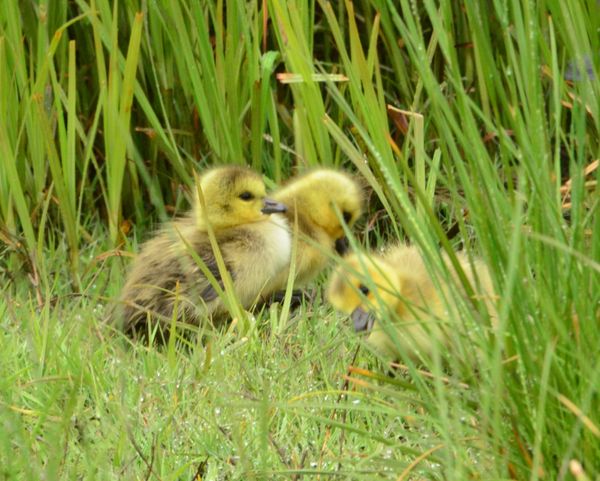 Canadian geese babies, first day out of the nest...