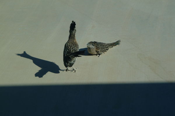 Roadrunner, chick and shadow.....