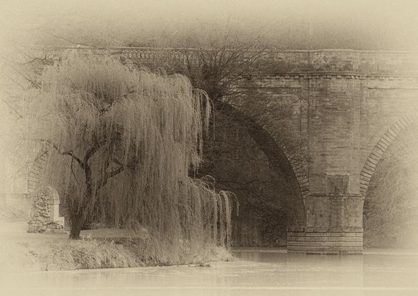 Willow Tree & Prebend Bridge...