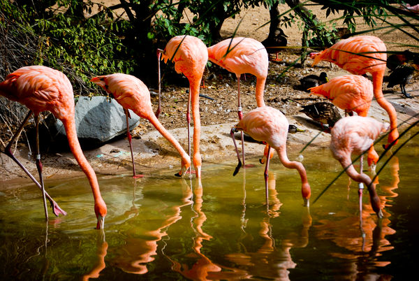 San Diego Zoo Flamingos...