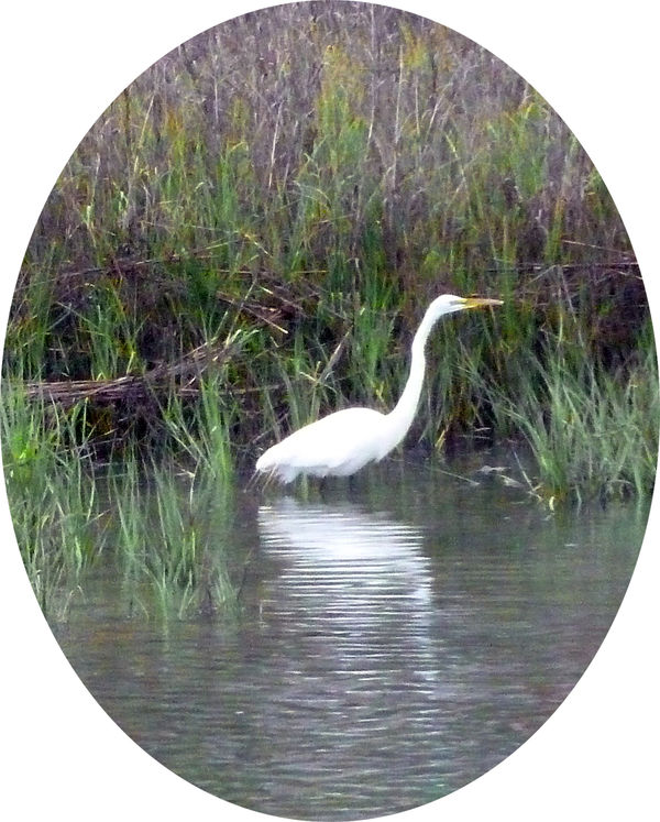 Murrells Inlet: great white egret...