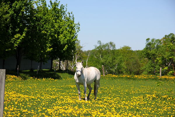 Got there on Dandelion, his favourite horse...