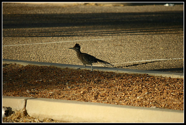 then this roadrunner crossed in front of me...