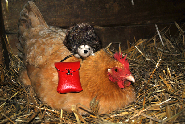 Drifter spent the night in the barn with the chick...