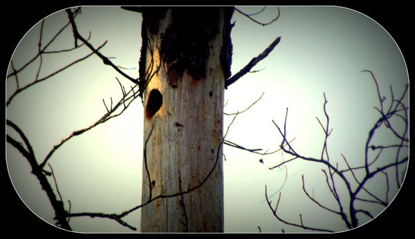 Woodpeckers vacant apt....