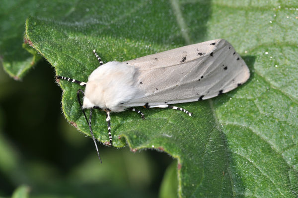 Salt Marsh moth (Estigmene acrea) using O-Flash in...