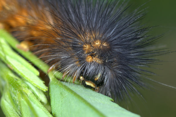 Salt Marsh Moth Caterpillar (brunette)...