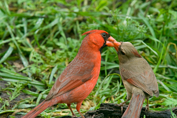 cardinals...