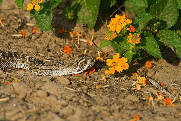 rattle snake-when not biting, I smell flowers...
