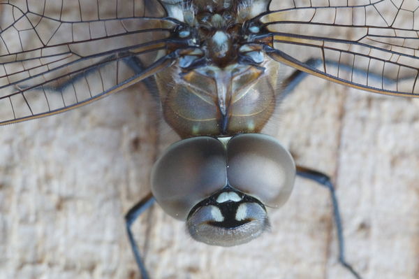 Macro of Dragon fly on my fence...