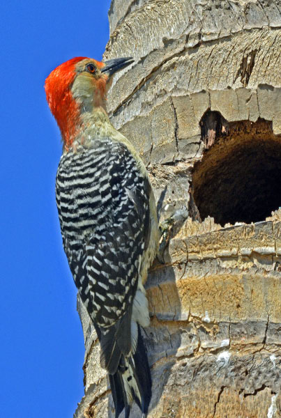 Red-bellied woodpecker...