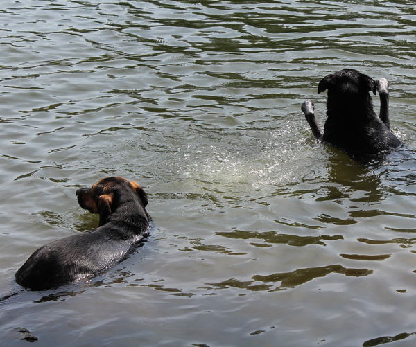 The dog on the right isn't swimming, he's just sit...