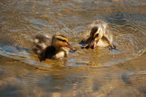 Little Ducklings...