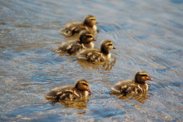 Little Duckling Group shot...