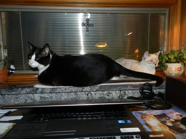 We told you we could both fit on the windowsill!...