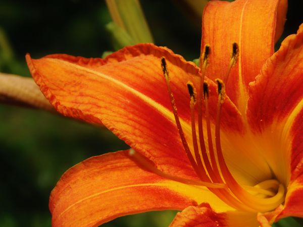 If you like orange these are your flowers....