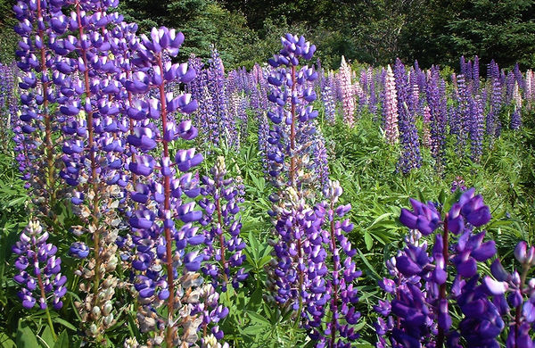 Lupines are in full bloom up here in Downeast Maine,..Ahhh yep, Right ...