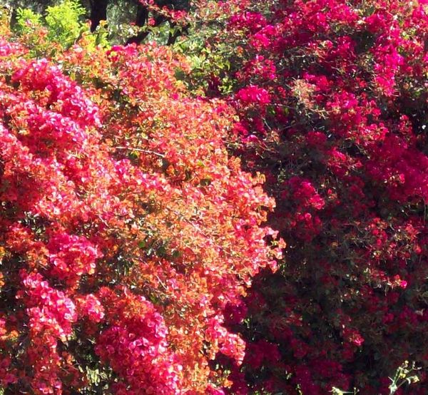 The bouganvillea - the colors are actually bracts ...