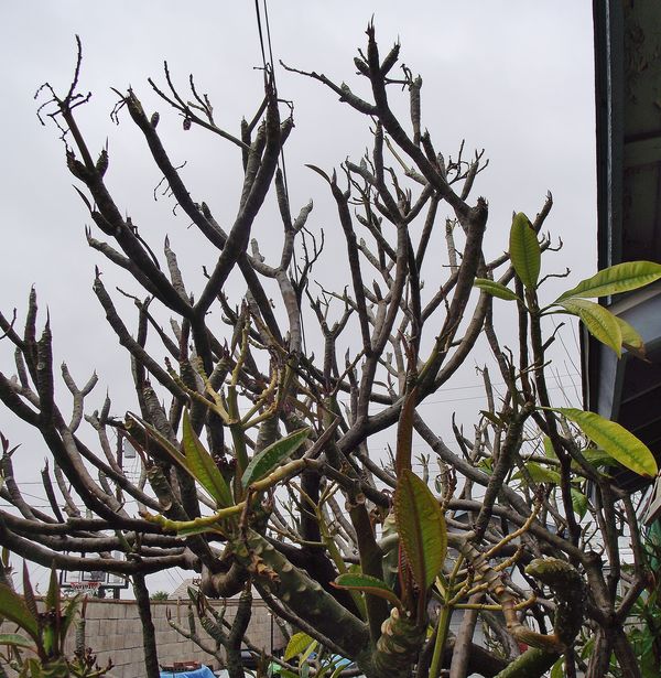 And this poor plant - our Plumeria - has been blow...