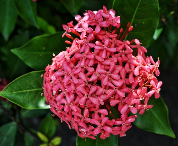 A bloom from another type of flowering tree/large ...