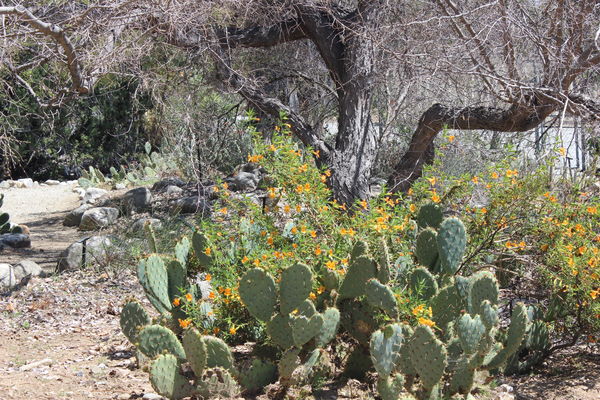 cacti Santa Ana Botanical...