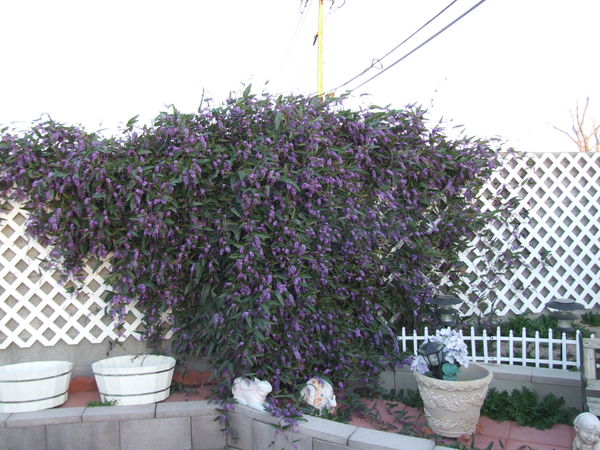 purple vine side wall can't remember name...