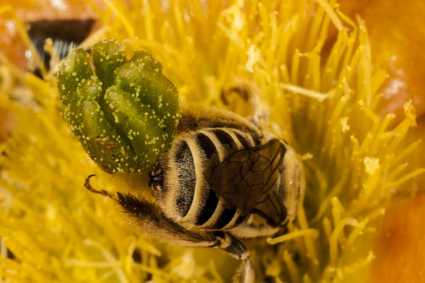 bee diving into cactus flower...