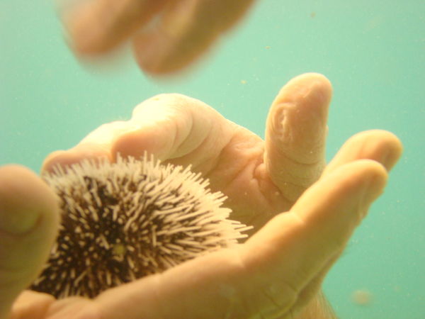 This is a spiny sea urchin...