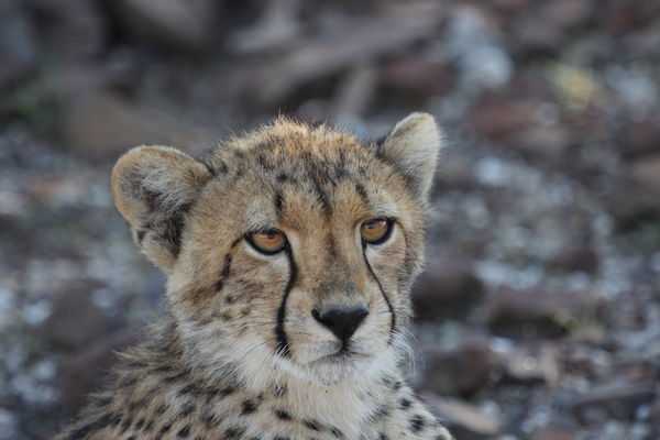 Inquisitive Cheetah Cub...