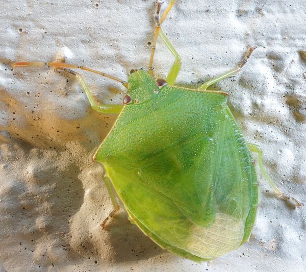 Green Shield bug...