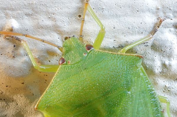 Green Shield bug, cropped...
