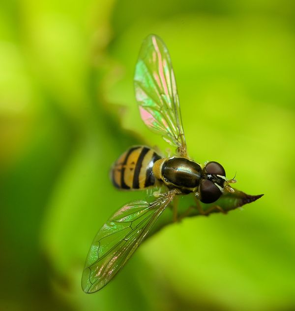 hoverfly...